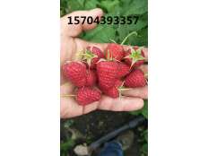 雙季紅樹莓苗新品種波爾卡結果狀