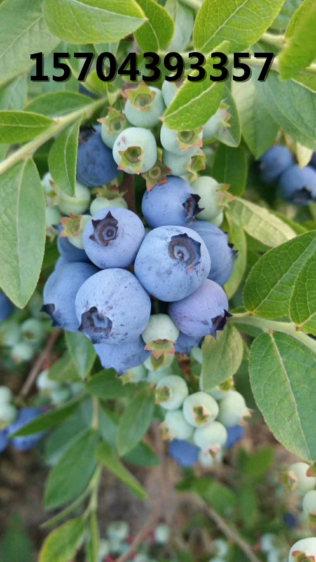 藍莓大果果實成熟期